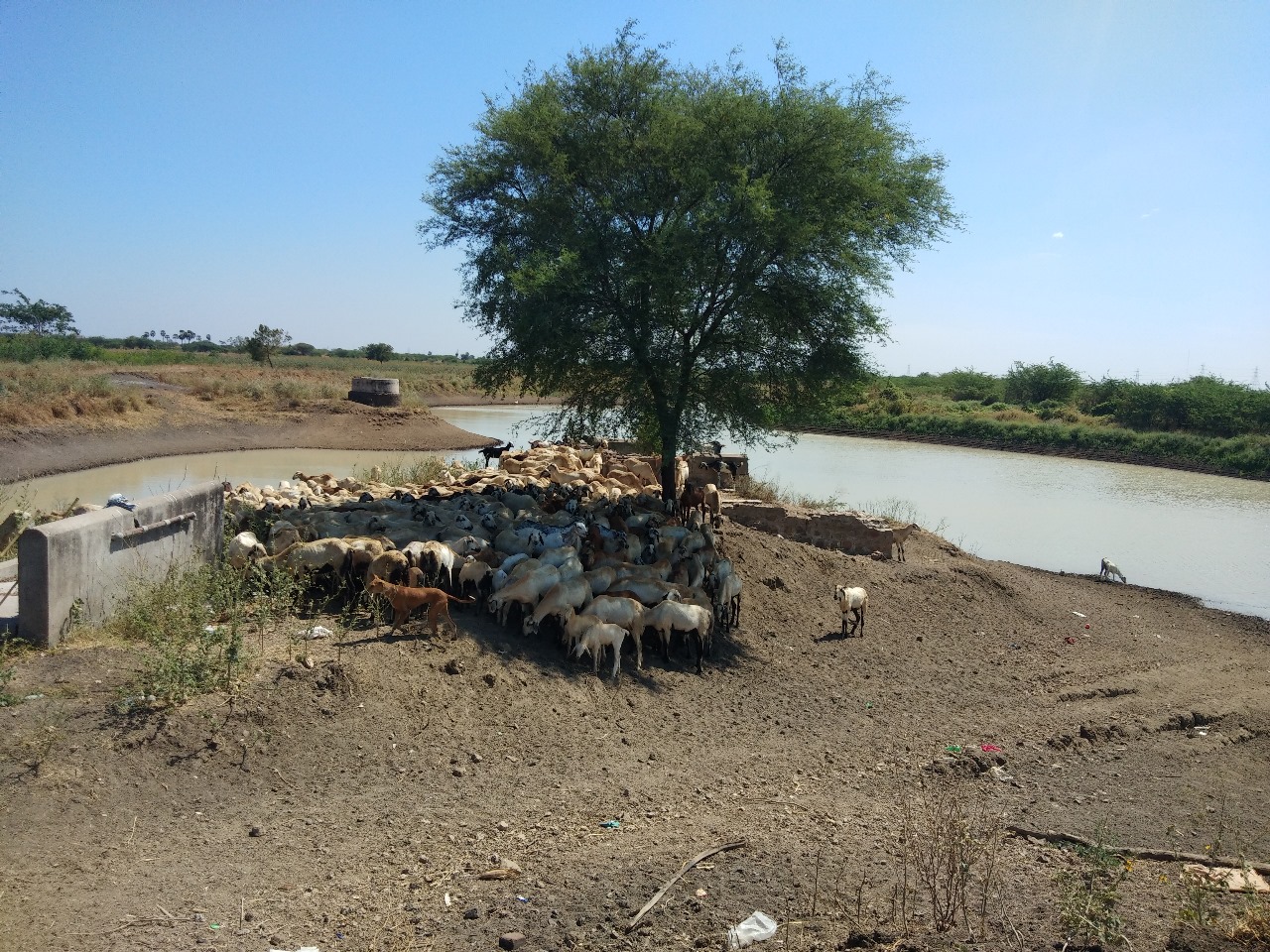 Open land with sheep grazing